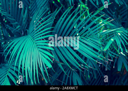 Résumé feuilles feuilles tropicales palm fleur colorés sur fond sombre feuillage tropical nature nature du feuillage bleu foncé Banque D'Images
