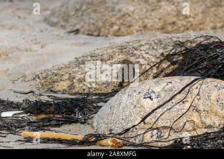 À travers un rock Sprague de sable à la recherche de nourriture dans les vagues entre Banque D'Images