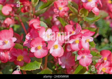 Icebegonias,Begonia semperflorens à fleurs Banque D'Images