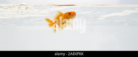 Poissons rouges fantail nager dans l'aquarium. Banque D'Images