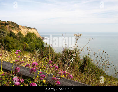 Cliff Edge Et Arbustes Et Buissons En Direction De Ness Point Avec Des Fleurs De Marjolaine Rose Sauvage À Robin Hods Bay North Yorkshire England Royaume-Uni Banque D'Images