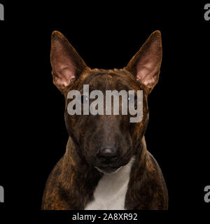 Close-up Portrait of Bull Terrier Dog Gazing isolées sur fond noir, front view Banque D'Images