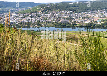 Vue panoramique sur la vallée de la Moselle et la ville de Bernkastel-Kues Banque D'Images