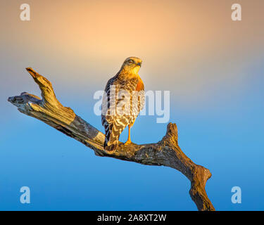 Une Épaulettes rouge regarde le coucher du soleil tout en perchées dans un arbre dans les Everglades de Floride. Banque D'Images