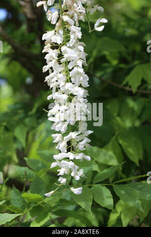 Fleurs blanches pendantes de Wisteria Sinensis 'Alba' Banque D'Images