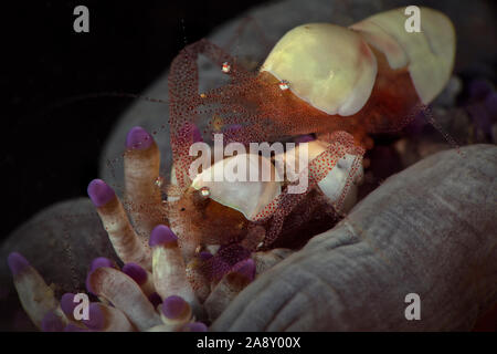 Couple de la coquille de crevettes (Hamopontonia corallicola). Sous-marines macro photographie du Détroit de Lembeh, Indonésie Banque D'Images