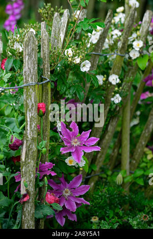 Clematis Docteur Ruppel,grosses fleurs clématite,ton,rose,tonique,bi-color,fleurs,fleurs,fleurs,climber climber,vivaces rampantes,RM,Floral Banque D'Images