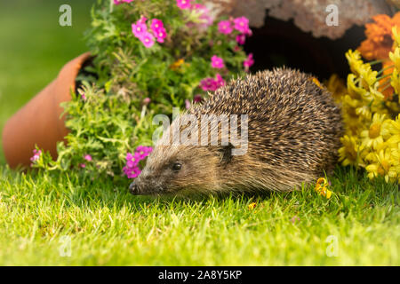 Hérisson, (nom scientifique : Erinaceus europaeus), sauvages, indigènes en hérisson européen habitat jardin naturel avec de l'herbe verte pelouse et plantes en pot. Banque D'Images