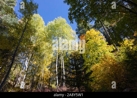 Forêt d'automne, Mt. Lemmon, montagnes Santa Catalina, Coronado National Forest, Tucson, Arizona, USA Banque D'Images
