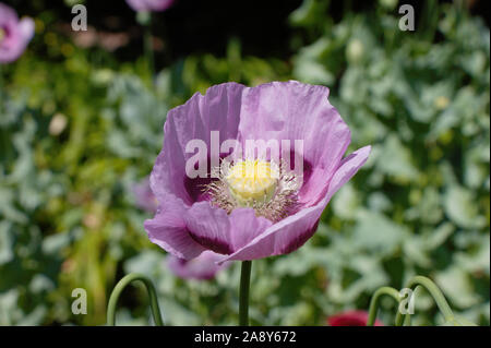 Du pavot à opium (Papaver somniferum) fleur dans un jardin anglais dans le seigle, Royaume-Uni. Banque D'Images