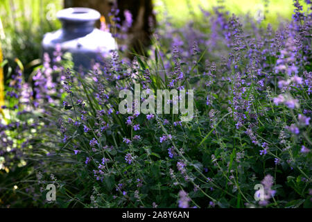 Nepeta six hills giant,urne bleu glacé,pot,bleu,pots de fleurs,fleurs,de,plantation,mixte,régime,vivaces Floral RM Banque D'Images