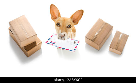 Postman chihuahua dog offrant une grande enveloppe vide blanc vide, avec des boîtes et paquets Banque D'Images