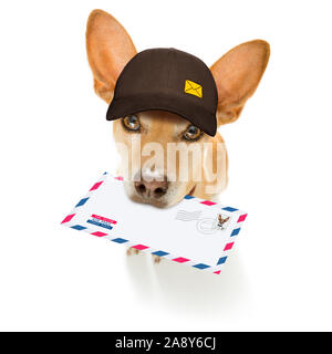 Postman chihuahua dog offrant une grande enveloppe vide blanc vide, avec des boîtes et paquets Banque D'Images