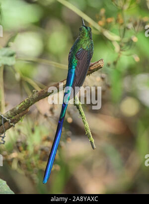 Violet-tailed sylph hummingbird (Aglaiocercus coelestis), Bellavista Cloud Forest Reserve, Mindo, Equateur Banque D'Images