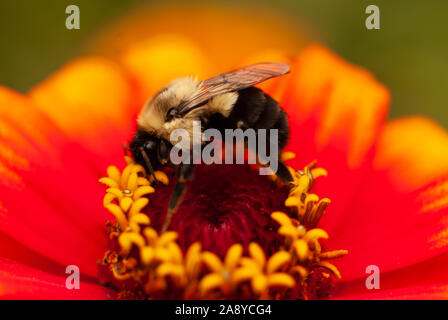 Bourdon sur un fond rouge et jaune Zinnia Banque D'Images