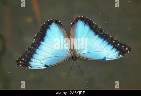 Papillon morpho Morpho (Grenade granadensis), Mindo, Equateur Banque D'Images