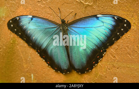 Papillon morpho Morpho (Grenade granadensis), Mindo, Equateur Banque D'Images