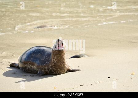 Phoque commun du Pacifique sauvage sur la plage le matin, l'appelant avec un rugissement, bouche ouverte avec dents de roulement, La Jolla, San Diego, California, USA Banque D'Images