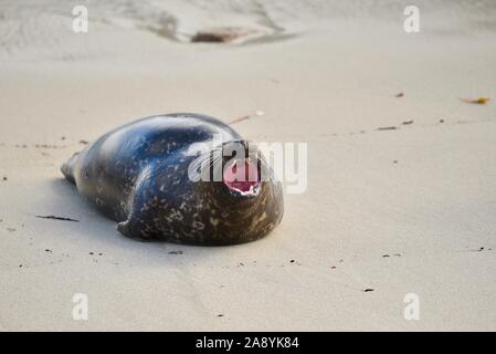 Phoque commun du Pacifique sauvage sur la plage le matin, l'appelant avec un rugissement, bouche ouverte avec dents de roulement, La Jolla, San Diego, California, USA Banque D'Images