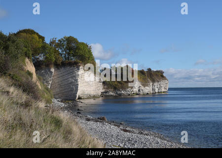 Stevns Klint, falaise de craie dans le sud-est de l'île danoise Zealand dans la mer Baltique, une attraction touristique against a blue sky with copy space Banque D'Images