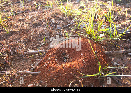 Entrée d'une fourmilière volés par des fourmis qui construire leurs galeries dans la terre d'un champ cultivé Banque D'Images