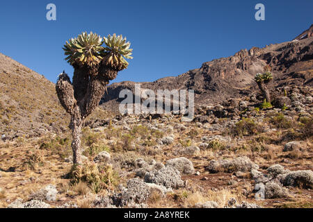 Dendrosenecio (séneçon géant) sur le chemin de Mt.Kilimandjaro Banque D'Images