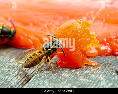 Yellowjacket allemand, wasp Vespula germanica, mâcher sur une carcasse de saumons rouges pour retirer des morceaux de chair à ramener à son nid pour nourrir à développer Banque D'Images