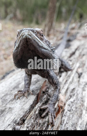 Dragon barbu de l'Est Banque D'Images