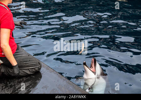 Vancouver, Colombie-Britannique, Canada - le 26 avril 2019 : Dolphin avec formateur dans l'Aquarium de Vancouver. Banque D'Images