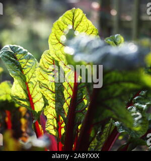 Soleil d'hiver brille à travers les feuilles de rhubarbe rouge chard (Beta vulgaris) croissant dans un jardin biologique mise au point sélective. Banque D'Images