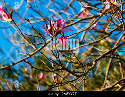 Fleurs voyantes spectaculaire de Bauhinia purpurea arbre orchidée, Hong Kong orchid tree, pourpre bauhinia, chameau, le pied de l'arbre aux papillons, Hawaiian orchid tree. Banque D'Images