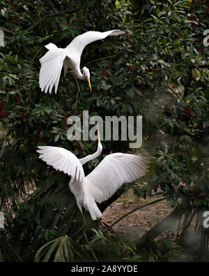 Grande Aigrette couple perché et interagir wihile exposant leurs corps, tête, bec, oeil, le plumage blanc avec un joli feuillage Contexte dans la fr Banque D'Images