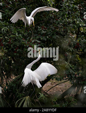 Grande Aigrette couple perché et interagir wihile exposant leurs corps, tête, bec, oeil, le plumage blanc avec un joli feuillage Contexte dans la fr Banque D'Images