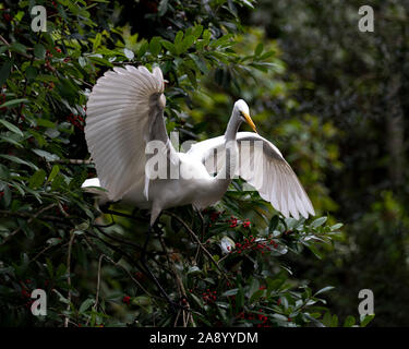 Grande Aigrette perchée avec ses ailes d'étirement exposant son corps, tête, bec, oeil, le plumage blanc avec un joli feuillage contexte dans son environnement Banque D'Images