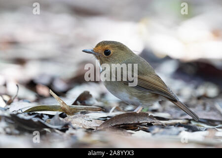 Le Moucherolle à sourcils (Anthipes solitaris) est une espèce de passereau de la famille des Muscicapidae. Banque D'Images