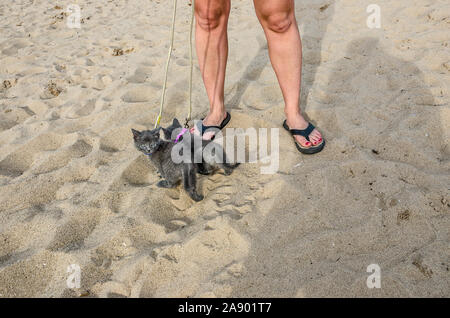 Deux six semaines chatons gris vérifier le sable de la plage. Voir comment ils sont minuscules par rapport aux pieds du propriétaire. Banque D'Images