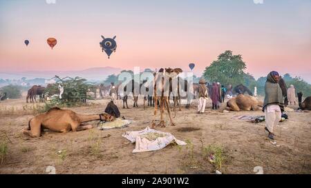 Le Pushkar Camel Fair est un événement annuel au Rajasthan, où les chameaux sont achetés et vendus, et montgolfières flottent dans le ciel à l'aube. Banque D'Images