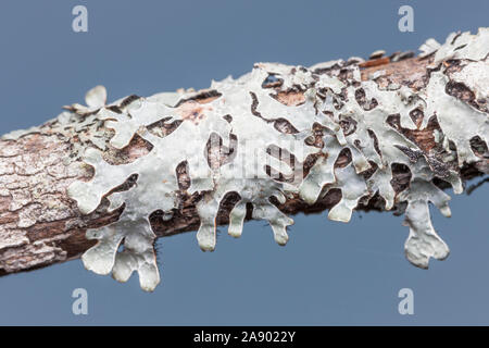 Shield (Lichen Parmelia sulcata) croissant sur une branche d'arbre en décomposition. Banque D'Images