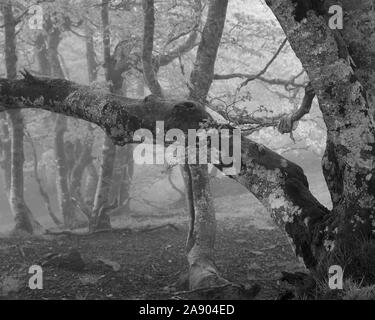 Les hêtres tordus sur un après-midi de brouillard le long du Camino de Santiago Banque D'Images