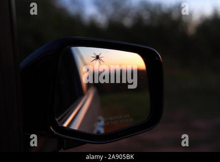 Spider hanging out perdu par un miroir côté voitures. Heureusement, l'alerte sur le miroir sur la manière dont les objets sont plus proches qu'ils semblent ne devraient pas prendre du poids. Banque D'Images