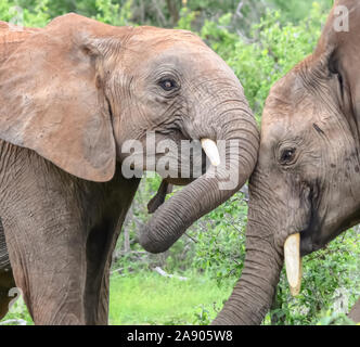 Les jeunes éléphants mâles jouer les combats. (Loxodonta africana) Banque D'Images