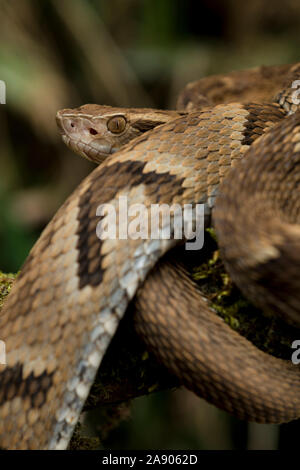 Une belle photo d'un Bothrops jararaca, un serpent venimeux trouvés au Brésil. Banque D'Images