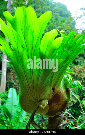 Un gros plan d'une politique commune de staghorn fern dans un jardin de ville Asie Thaïlande Phang Nga Banque D'Images