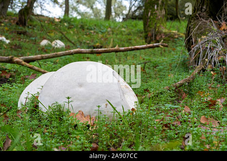 Bovist géant (Calvatia gigantea) sur une prairie dans un parc à Magdebourg en Allemagne Banque D'Images