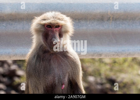 Hamadryas baboon près de Ghoubet à Djibouti, Corne de l'Afrique Banque D'Images