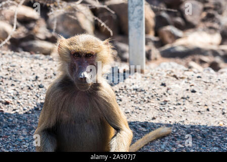 Hamadryas baboon près de Ghoubet à Djibouti, Corne de l'Afrique Banque D'Images