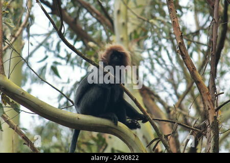 Nilgiri langur endémiques (Semnopithecus johnii) assis sur une branche d'arbre dans le parc national de Mudumalai dans le Tamil Nadu en Inde Banque D'Images