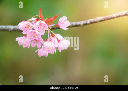 Arbres en fleurs rose ou sakura en Thaïlande Banque D'Images