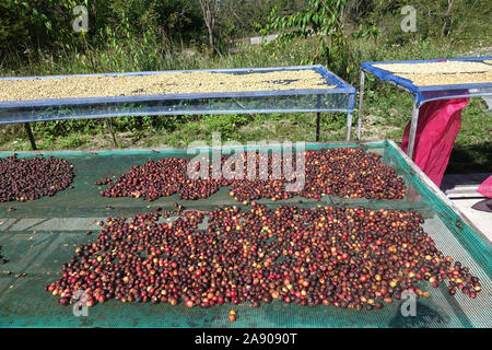 Le séchage des grains de café au soleil à la ferme de café Banque D'Images