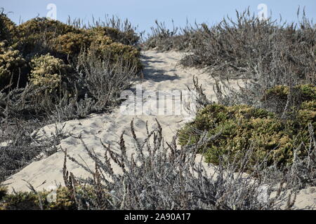 Un chemin de sable serpente à travers la végétation, sur les dunes de la plage de Moss Landing. Banque D'Images